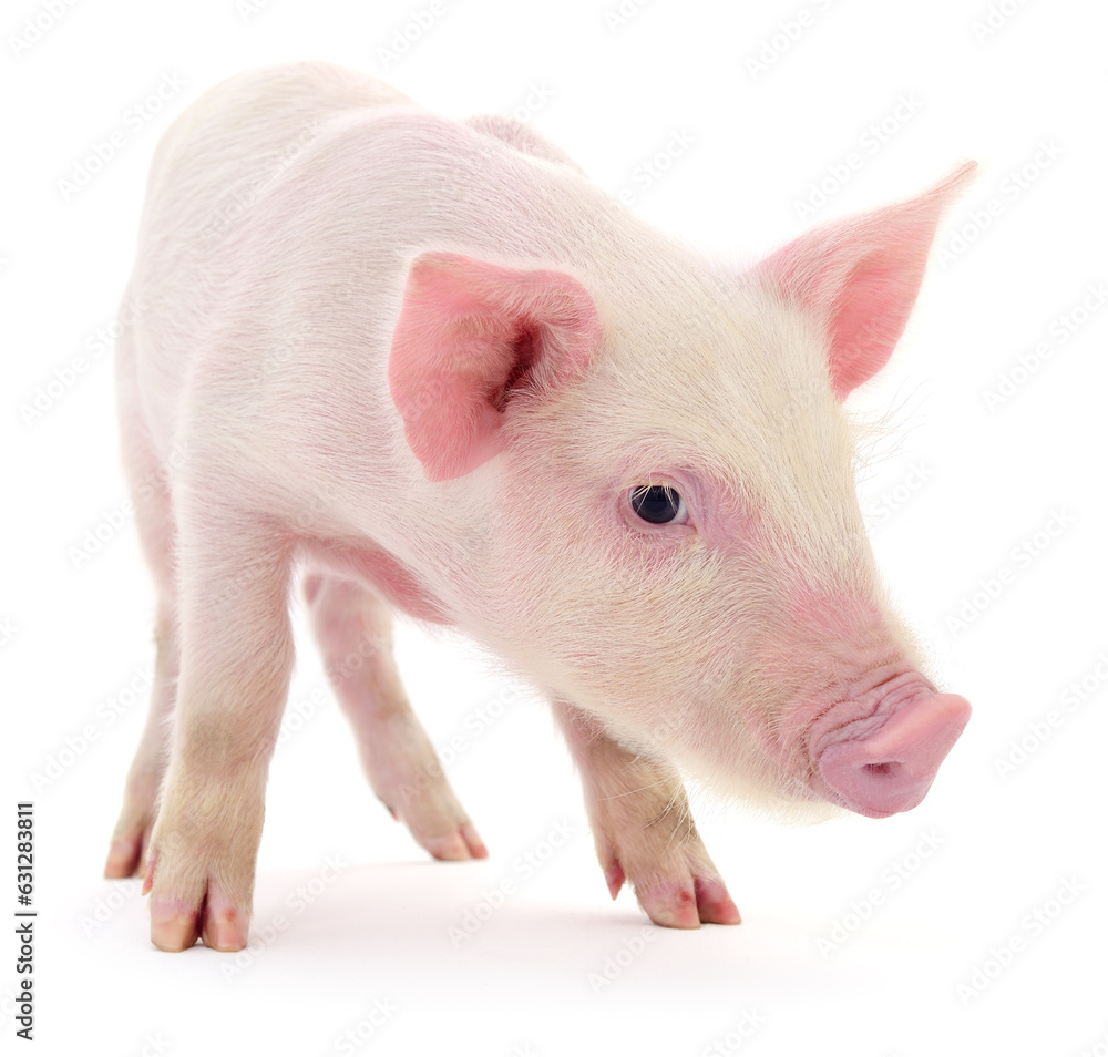 Pig on white Pig on white