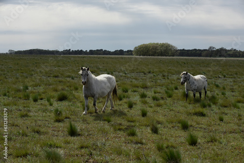 Herd of horses in the coutryside, La Pampa province, Patagonia, Argentina.