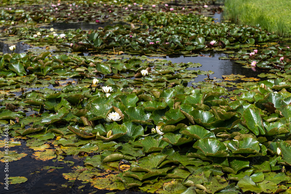 Beautiful water lilies, Vecpiebalga, Latvia. Beautiful water lilies, Vecpiebalga, Latvia.