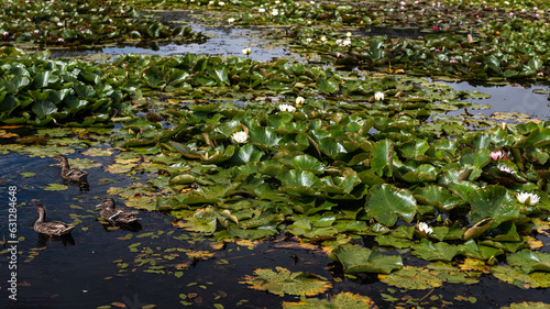 Beautiful water lilies, Vecpiebalga, Latvia. © Bargais