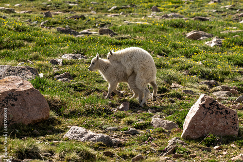 Mountain goat kids