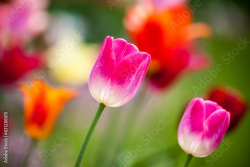 Spring floral background. Flowers in spring.