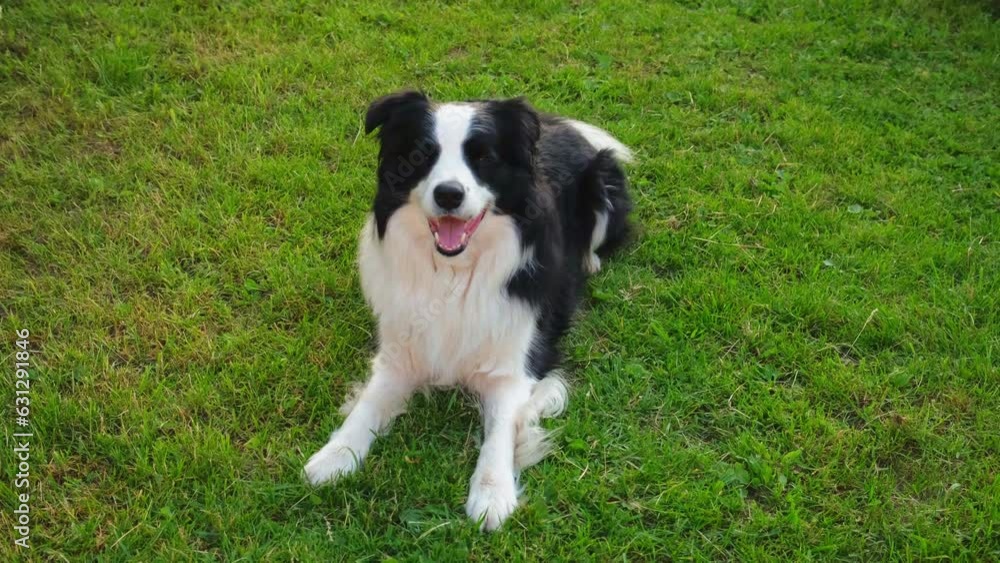 Dog walking. Pet activity. Cute dog border collie lying down on grass in park. Puppy dog with funny face walking in sunny summer day outdoor. Happy funny emotional dog Dog walking. Pet activity. Cute dog border collie lying down on grass in park. Puppy dog with funny face walking in sunny summer day outdoor. Happy funny emotional dog