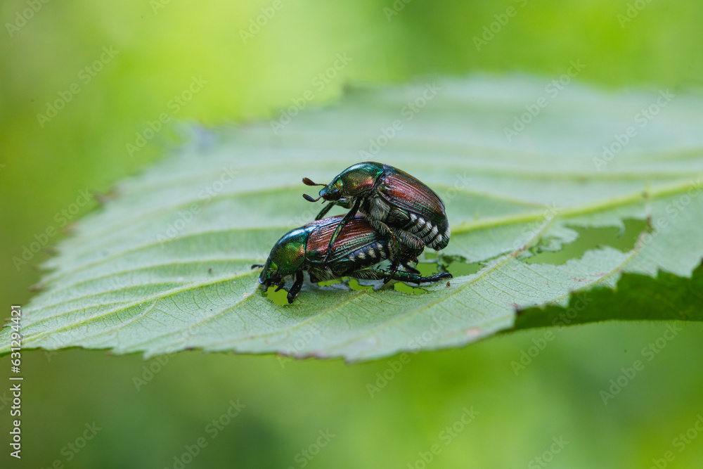 Fototapeta premium Japanese beetles mating.