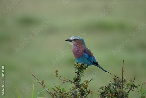 lilac breasted roller on a branch in the wild