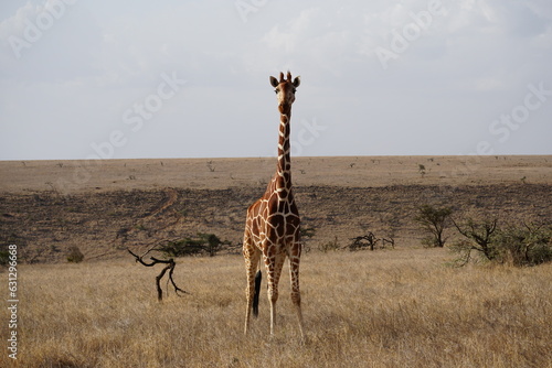 giraffe in grasslands Lewa Conservancy with Mt. Kenya in the distance photo