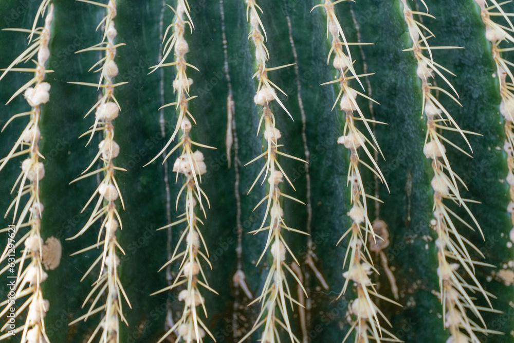 thorn cactus texture background, close up. Golden barrel cactus, golden ball or mother-in-law's cushion Echinocactus grusonii is a species of barrel cactus which is endemic to east-central Mexico