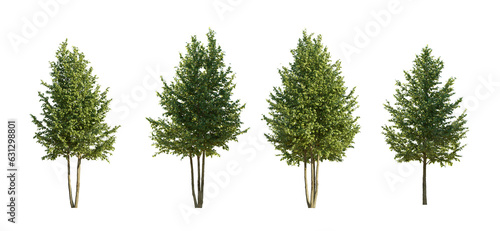 Fototapeta Naklejka Na Ścianę i Meble -  Tilia trees isolated png on a transparent background two lighting options premium cutout linden basswood lime trees common tree street tree