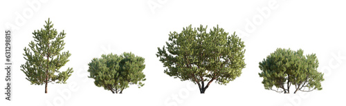 Set of Pinus mugo Mughus bush shrub and Pinus sylvestris Scotch pine isolated png on a transparent background perfectly cutout Pine Pinaceae dwarf mountain pine
