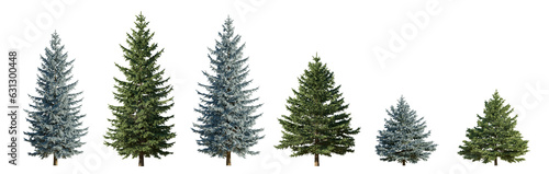 Set of 6 picea pungens colorado blue and green spruce evergreen pinaceae needled tree isolated png on a transparent background perfectly cutout
 photo