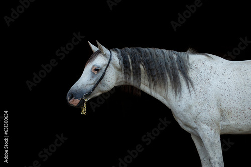 Arabian horse on black background