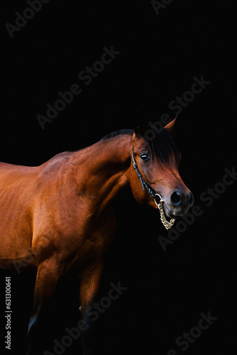 Arabian stallion on black background
