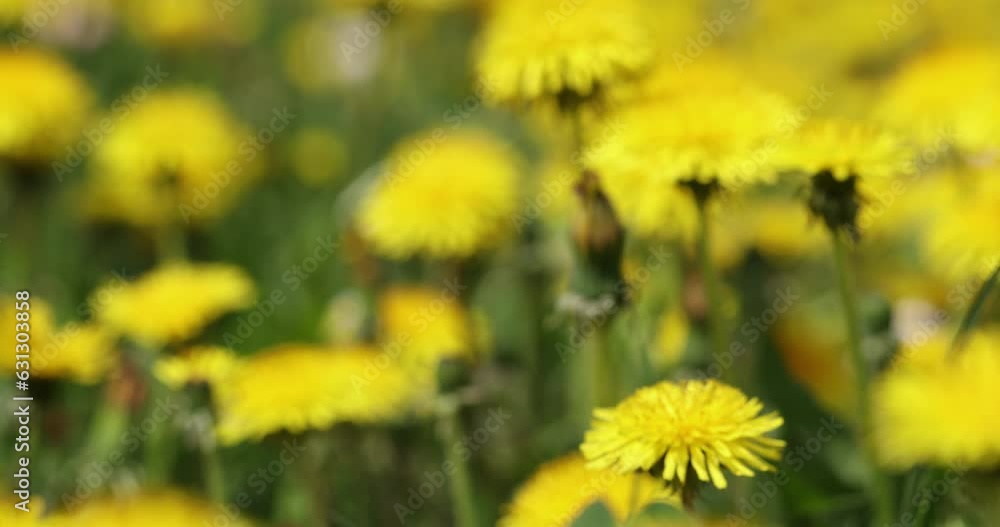 Close-up of a patch of meadow full of yellow flowers and grass Close-up of a patch of meadow full of yellow flowers and grass