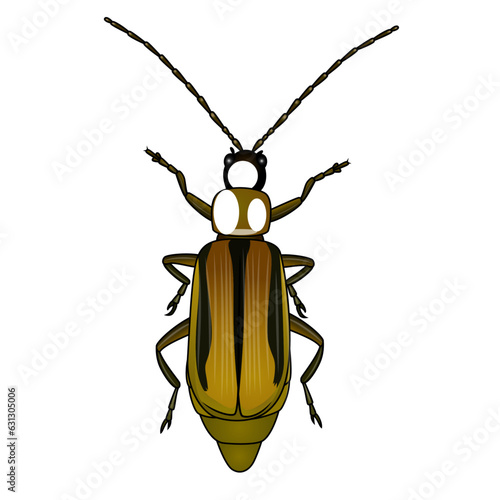 Western corn rootworm or diabrotica virgifera virgifera insect vector image