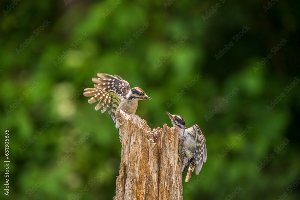 Downy Woodpecker mates fighting Downy Woodpecker mates fighting