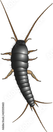 Silverfish bookworm or Lepisma saccharinum insect vector image