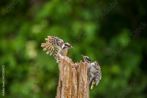 Downy Woodpecker mates fighting 