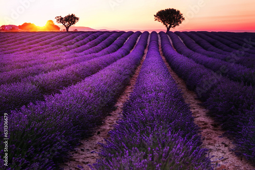 Sunrise over blooming fields of lavender. Lavender purple field with beautiful sunset. Provence, France.