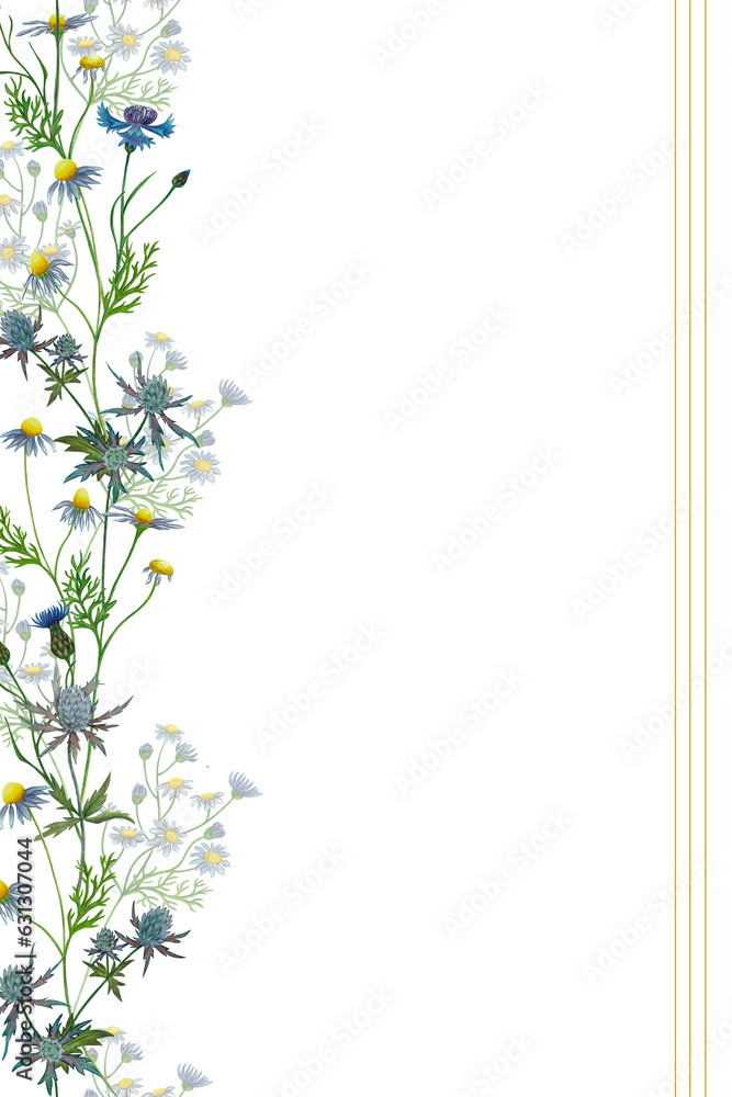 Romantic camomile daisy meadow cornflower thistle eryngium seamless vertical border, invitation, greeting card template with field flowers. Hand drawn illustration isolated on white.