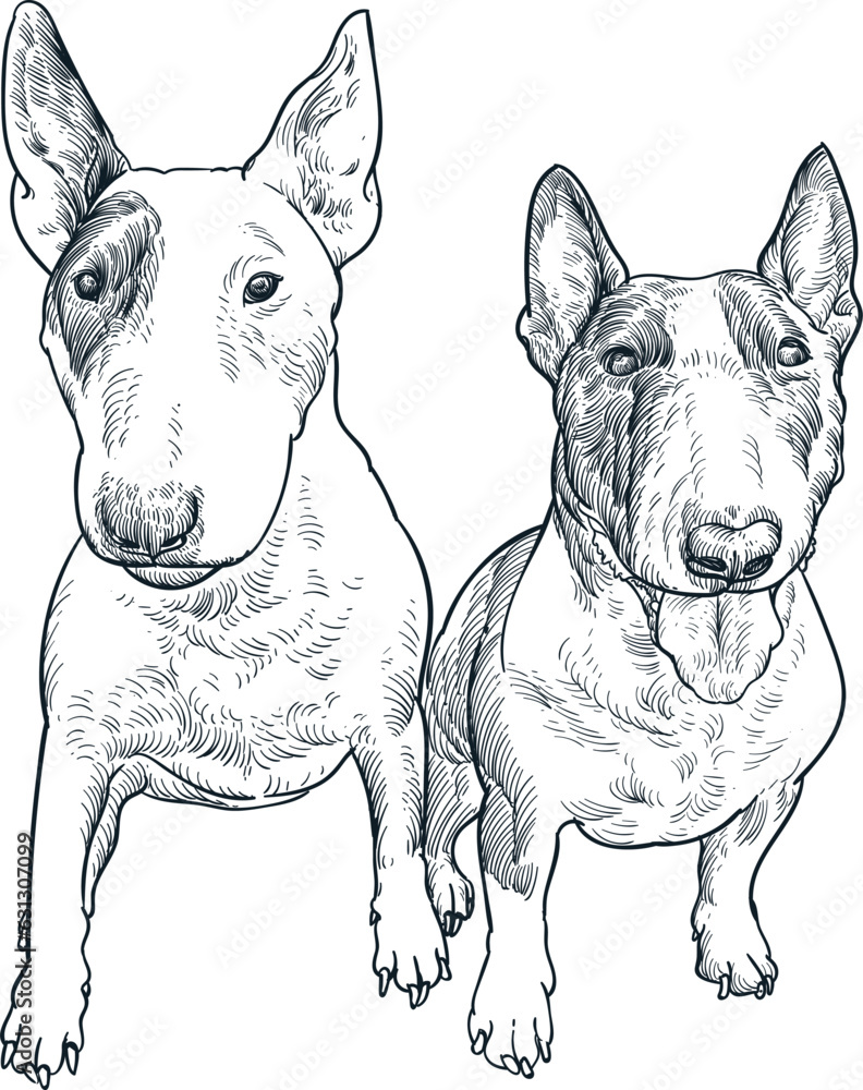 Vintage hand drawn sketch of miniature bull terrier dog