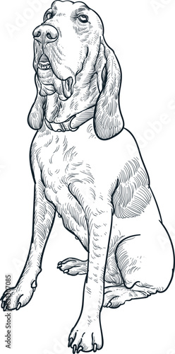 Vintage hand drawn sketch of bracco italiano dog breed