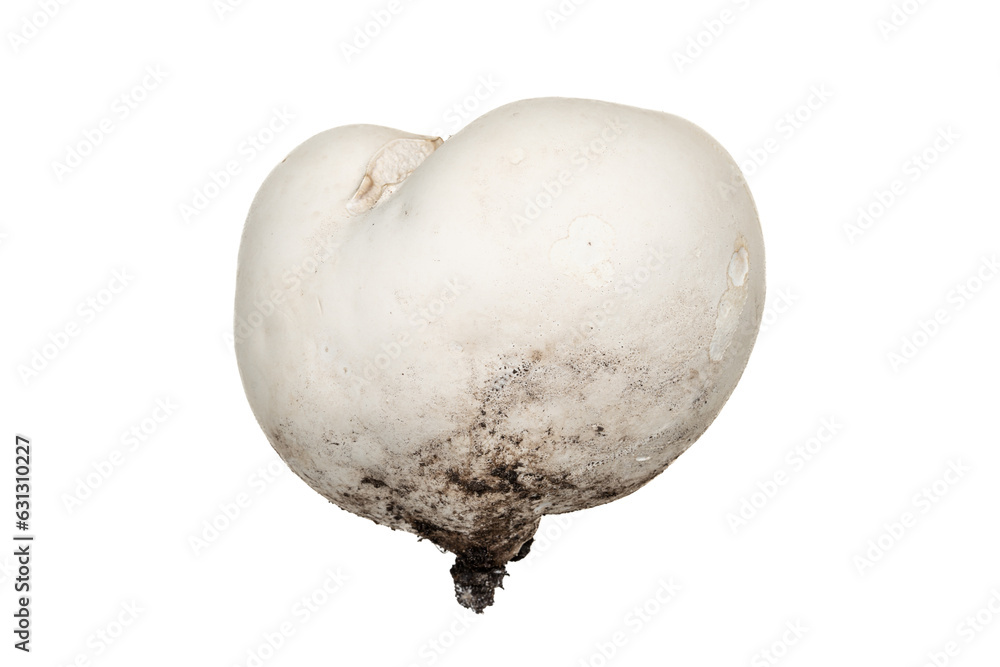 Ταπετσαρία Freshly picked giant puffball mushroom isolated on white background
