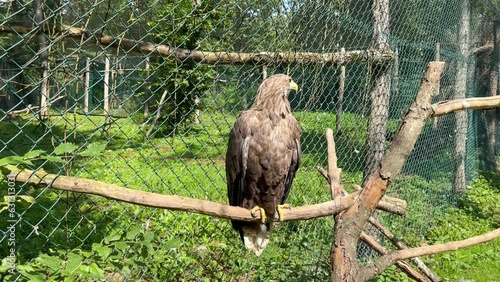 A white-tailed eagle (Haliaeetus albicilla) sits on a tree branch and brushes its feathers with its beak in the forest on a sunny summer day. Beautiful wild birds of prey photo