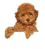 Red toy poodle puppy above banner,
