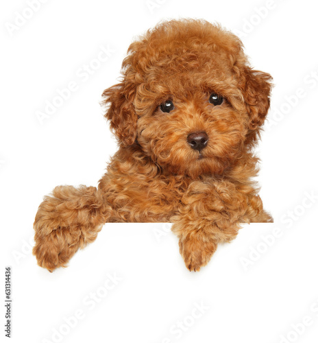Red toy poodle puppy above banner,