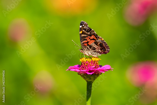 Painted Lady Butterfly  © Gordon