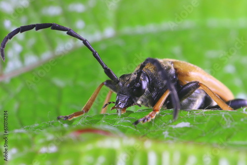 Stictoleptura Rubra