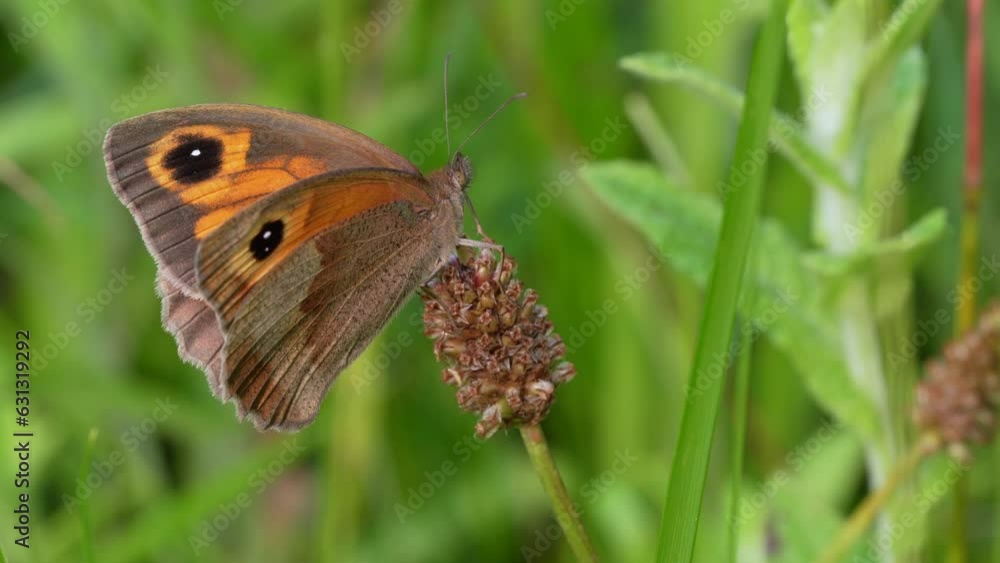 Manola jurtina. Species of lepidopteran insect, specifically butterflies known as loba, belonging to the Nymphalidae family. Manola jurtina. Species of lepidopteran insect, specifically butterflies known as loba, belonging to the Nymphalidae family.