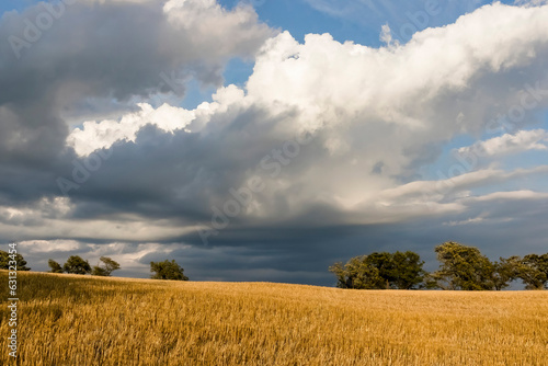 Cumulus storm clouds over a field of wheat stubble and trees. 