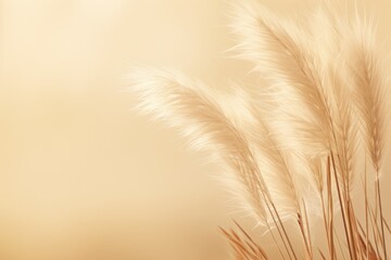 Abstract natural background of soft plants Cortaderia selloana. Pampas grass on a blurry bokeh, Dry reeds boho style. Fluffy stems of tall grass. ai generative