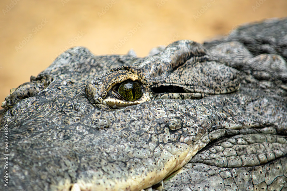 Krokodil schaut auf Besucher, bedrohlich, Nahaufnahme Krokodil schaut auf Besucher, bedrohlich, Nahaufnahme