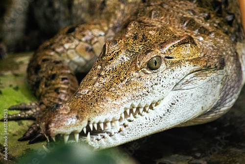 Alligator Nahaufnahme, bedrohlich flätschende Zähne, Maul offen schauend