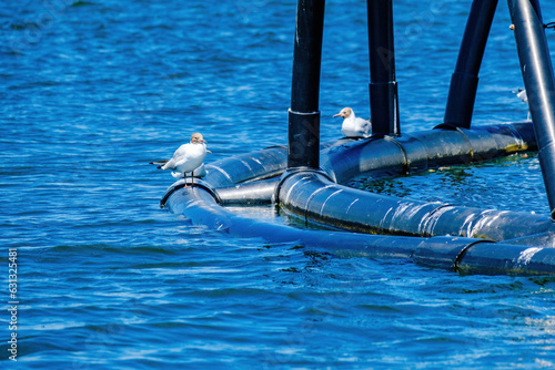 seagull bird fishing on a lake © Hristo Shanov