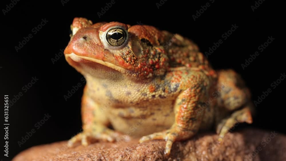 Close-up shot of an American Toad. Shot in Minnesota. Close-up shot of an American Toad. Shot in Minnesota.