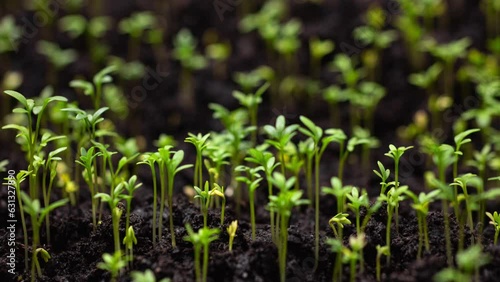 Closeup nature agriculture shoot dynamic time lapse of sprouts germinating