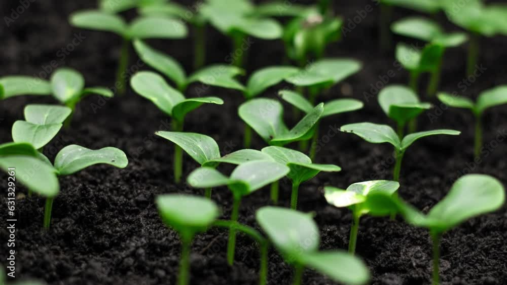 Closeup nature agriculture shoot dynamic time lapse of sprouts germinating Closeup nature agriculture shoot dynamic time lapse of sprouts germinating