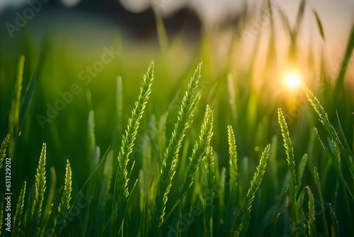 Green grass in a meadow at sunset. Macro image  shallow depth of field.
