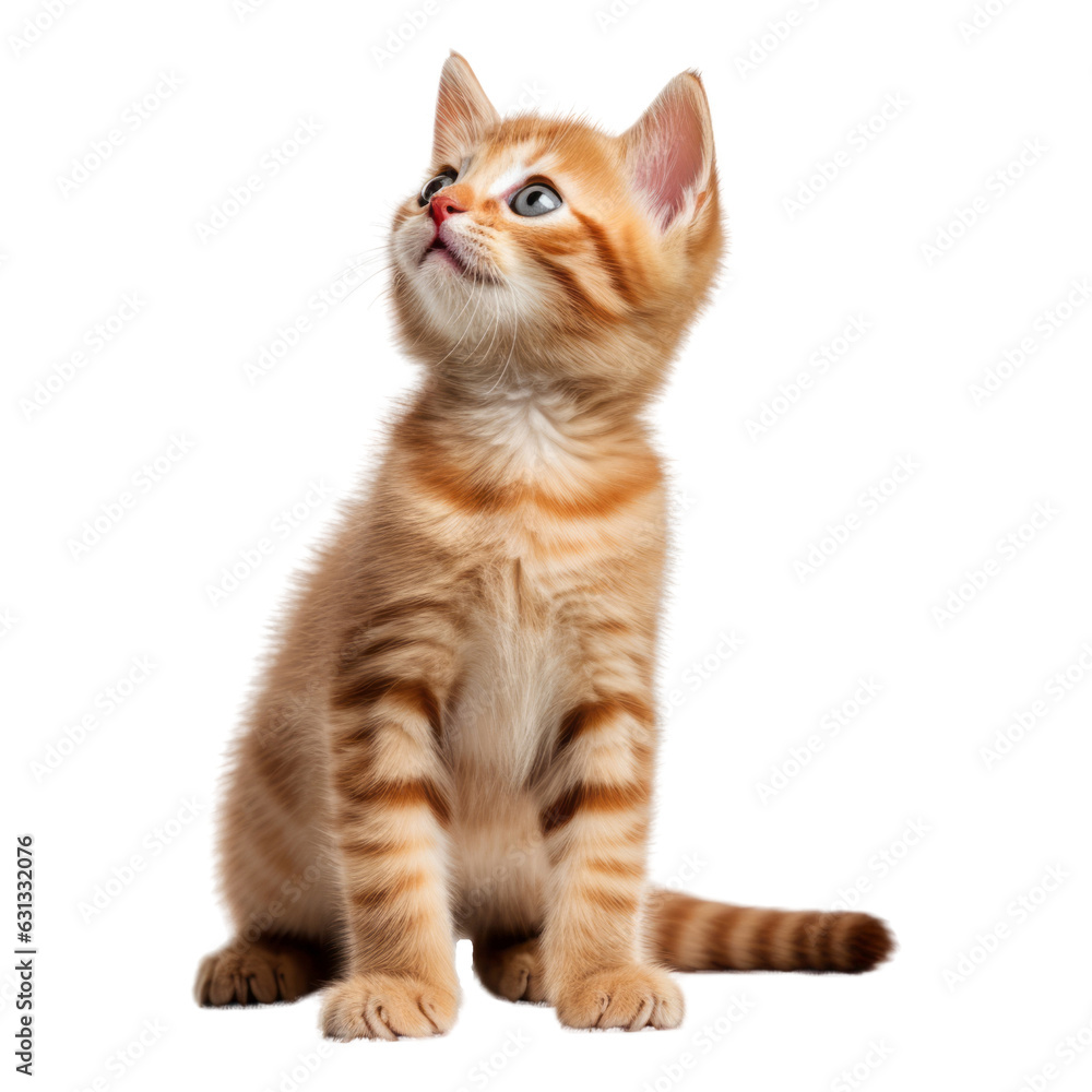 british kitten isolated on transparent background cutout