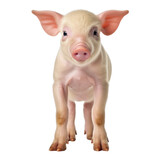 pig isolated on transparent background cutout