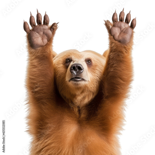 bear isolated on transparent background cutout