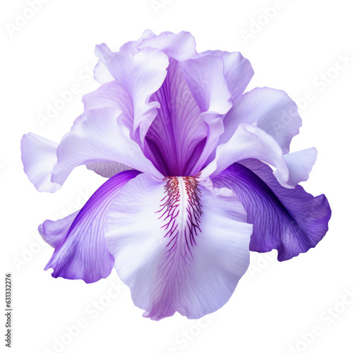 purple iris flower isolated on transparent background cutout