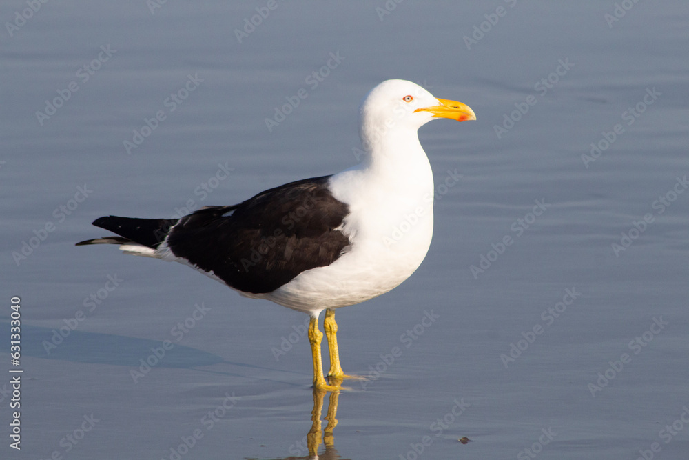 Fototapeta premium gaivota de itanhaem