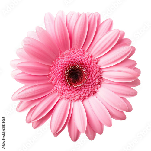 Gerbera flower in pink. On transparent backround.