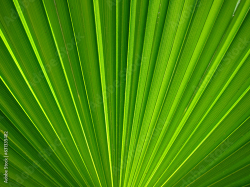 Detailaufnahme vom Fächer eines grünen Palmblattes 