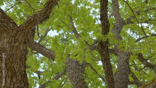 The green leaves of the big oak tree in the forest with the big branches in Estonia