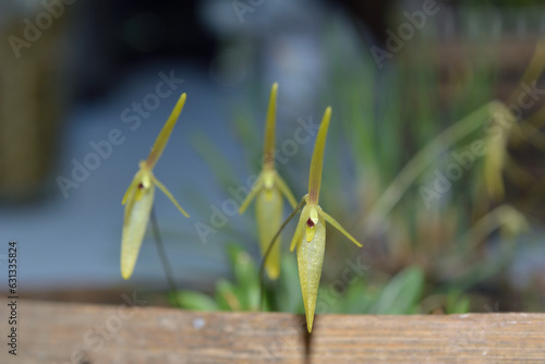 Barbosella cogniauxiana, orquidea